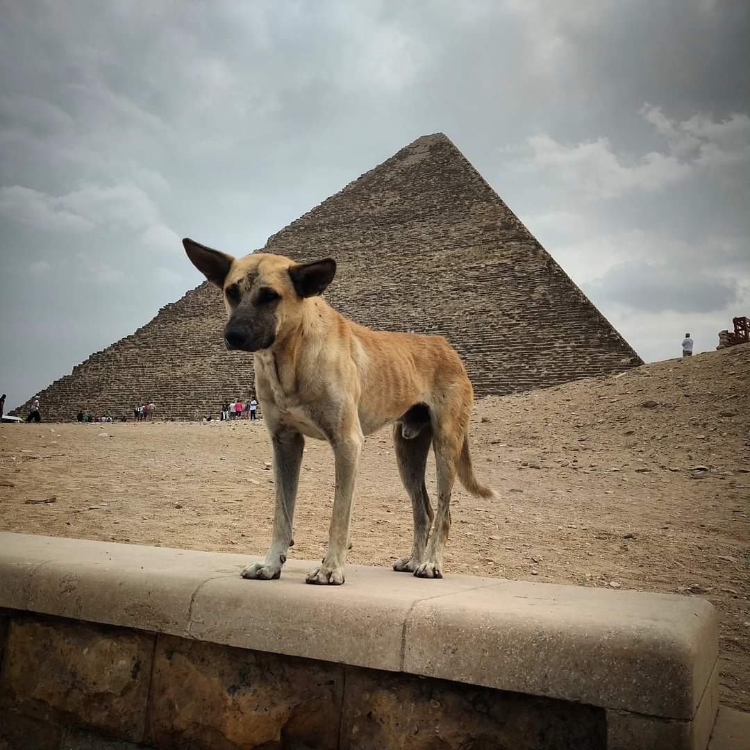 Unvergesslichen Tag in Kairo